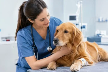 Qualidade no atendimento emergencial para pets